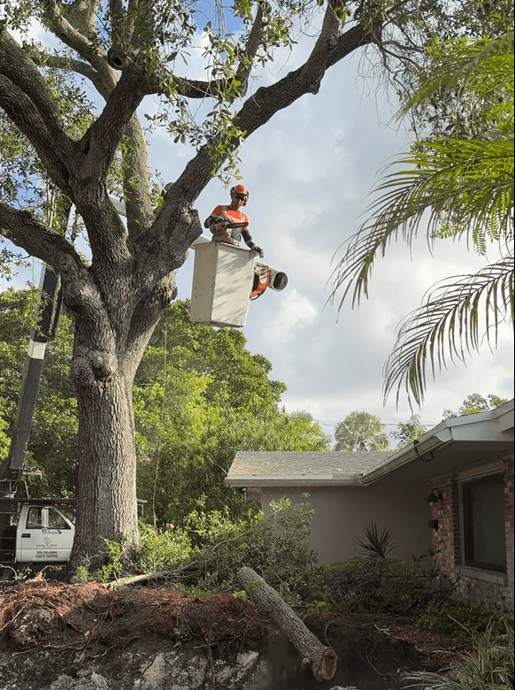 tree removal 2 during5