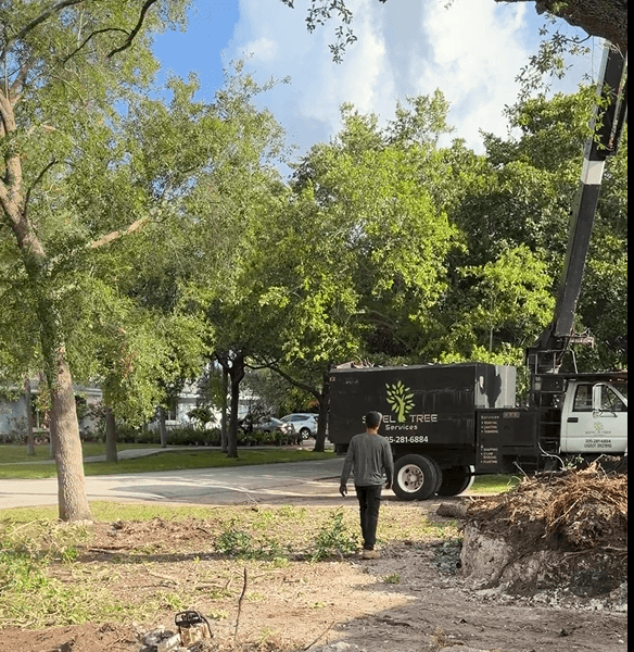 tree removal 2 during6