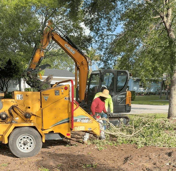 tree removal 2 during7