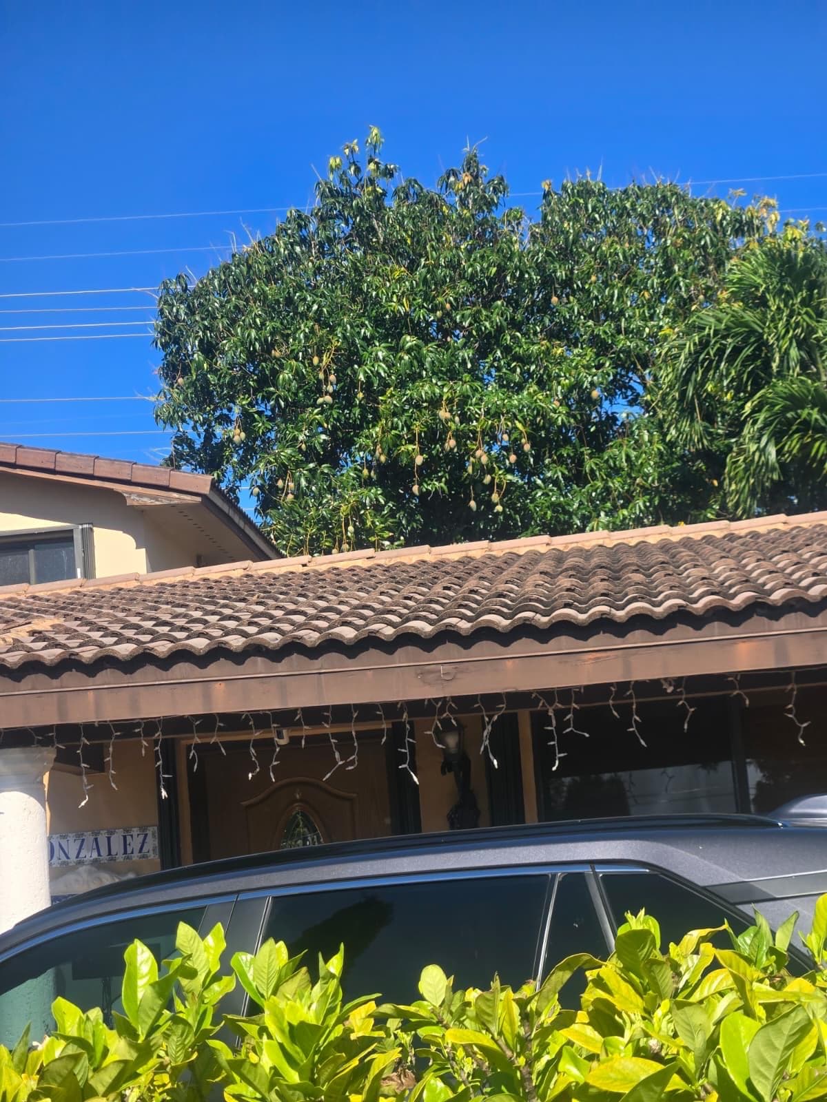 tree removal 3