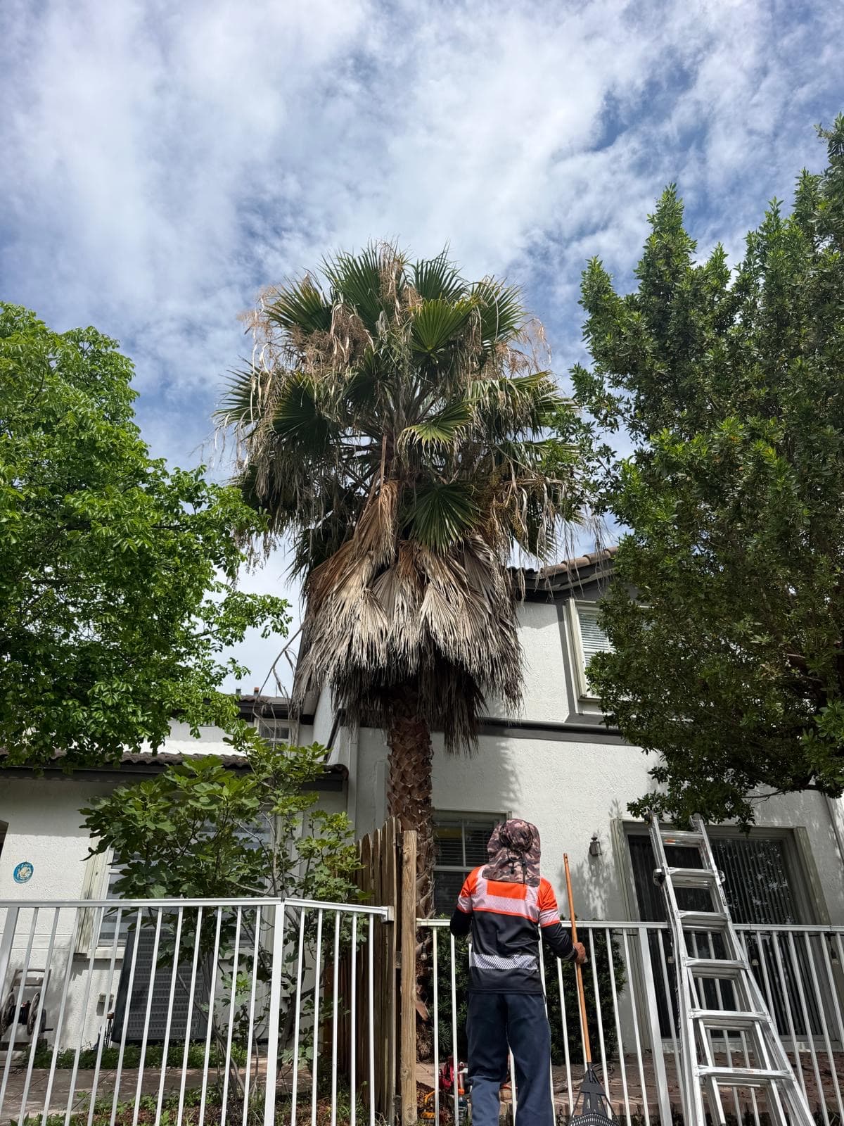 Palm trimming